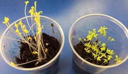 two cups containing plants, one taller and yellower than the other