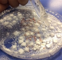 a petri dish of growing salt crystals